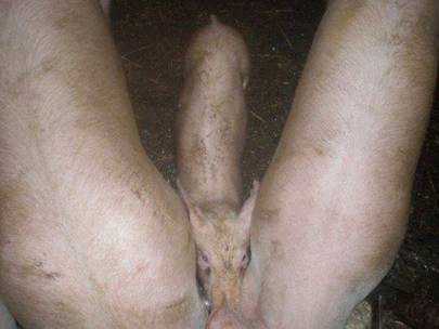 images/gallery/sightgags/2Pigs1Piglet.jpg
