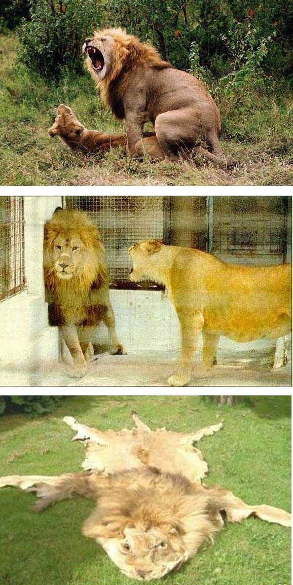 images/gallery/sightgags/3StagesOfMarriage.jpg
