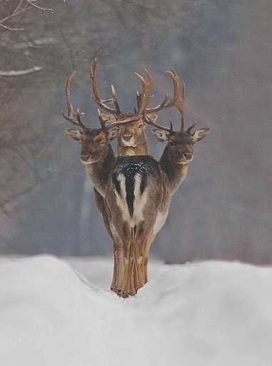 images/gallery/sightgags/3headedDeer.jpg