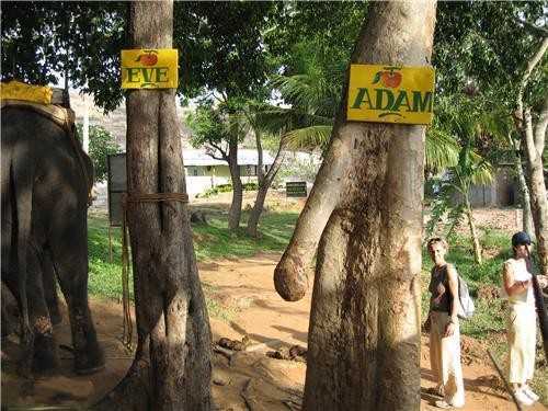 images/gallery/sightgags/AdamEveTrees.jpg