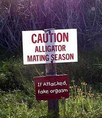 images/gallery/sightgags/AlligatorMatingSeason.jpg
