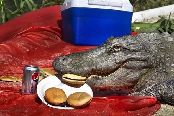images/gallery/sightgags/AlligatorPicnic.jpg