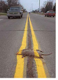 images/gallery/sightgags/ArmidilloCenterLine.jpg