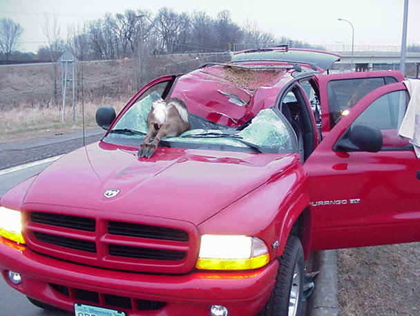images/gallery/sightgags/BadDay10.jpg