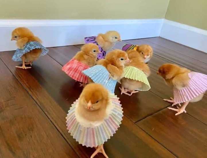 images/gallery/sightgags/BalletChicks.jpg