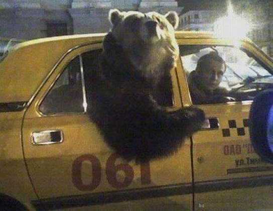 images/gallery/sightgags/BearCab.jpg