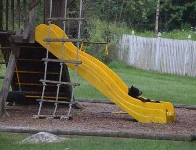 images/gallery/sightgags/BearSlide.jpg