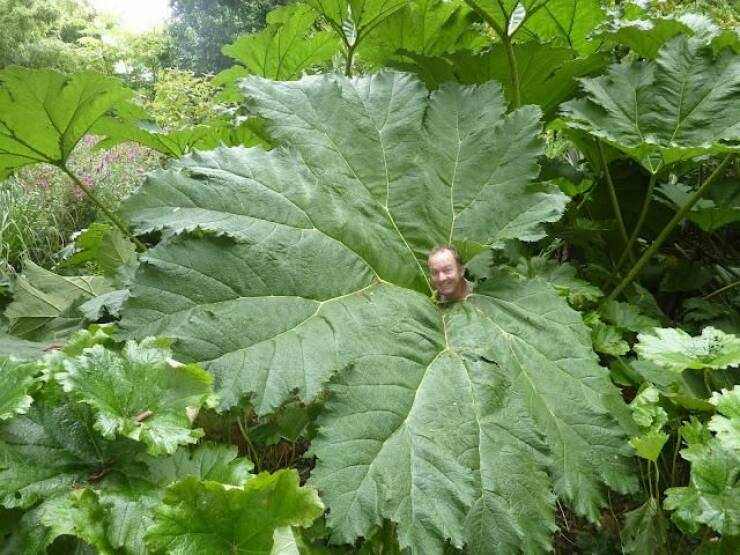 images/gallery/sightgags/BigLeaves.jpg