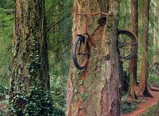 images/gallery/sightgags/BikeThroughTree.jpg