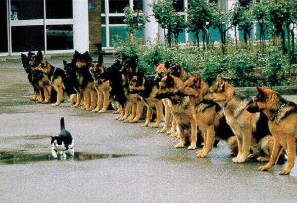 images/gallery/sightgags/BraveKitty.jpg
