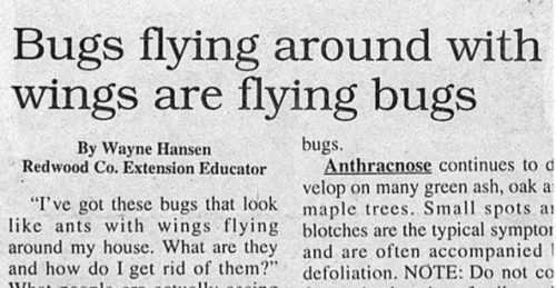 images/gallery/sightgags/BugsAreBugs.jpg