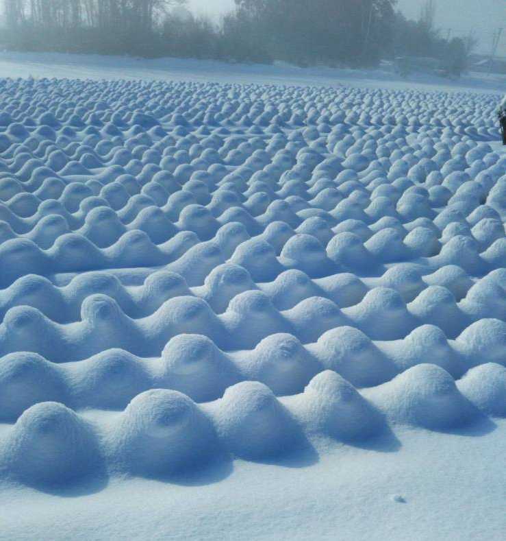 images/gallery/sightgags/Cabbages.jpg