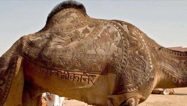 images/gallery/sightgags/CamelHaircutContest.jpg