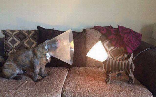 images/gallery/sightgags/CatLights.jpg