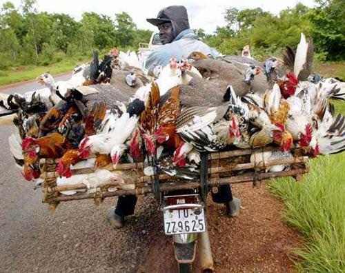 images/gallery/sightgags/ChickenBiker.jpg