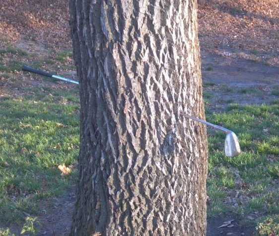 images/gallery/sightgags/ClubInTree.jpg