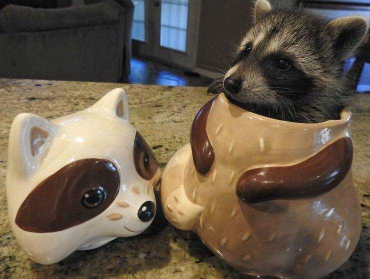 images/gallery/sightgags/CoonCookies.jpg