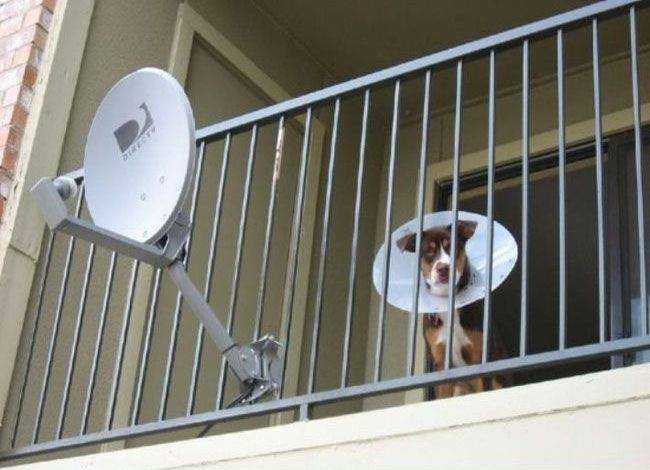 images/gallery/sightgags/DishDog.jpg