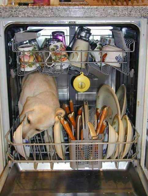 images/gallery/sightgags/DishwasherDog.jpg