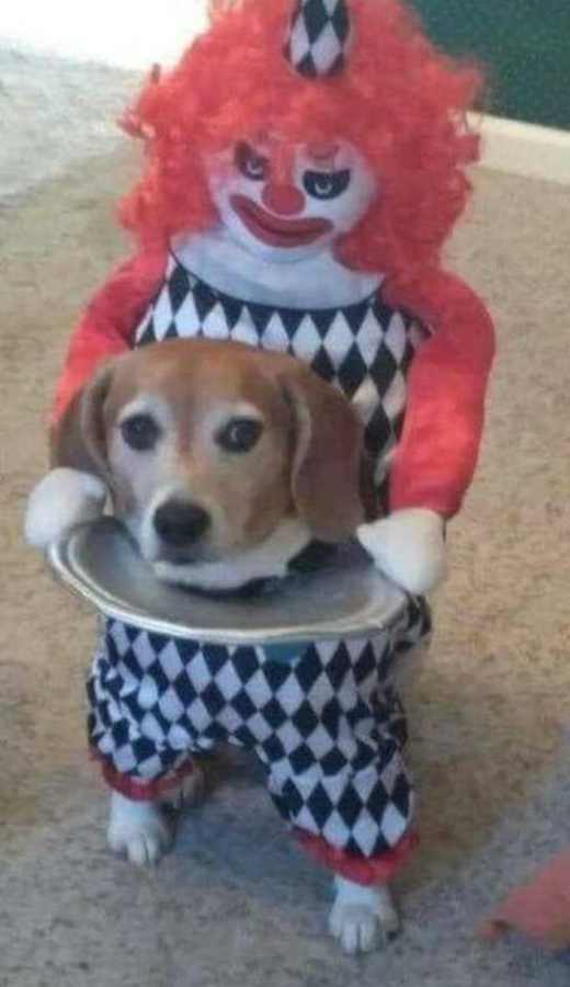 images/gallery/sightgags/DogClown.jpg