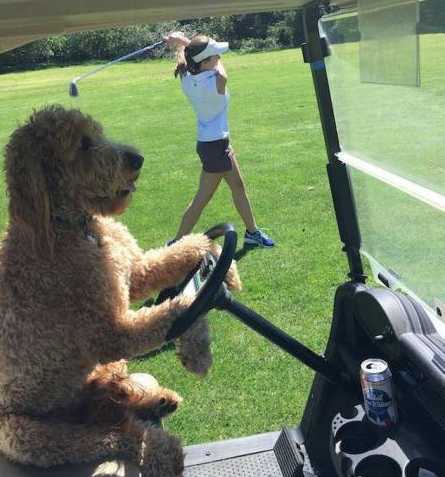 images/gallery/sightgags/DogDriver2.jpg