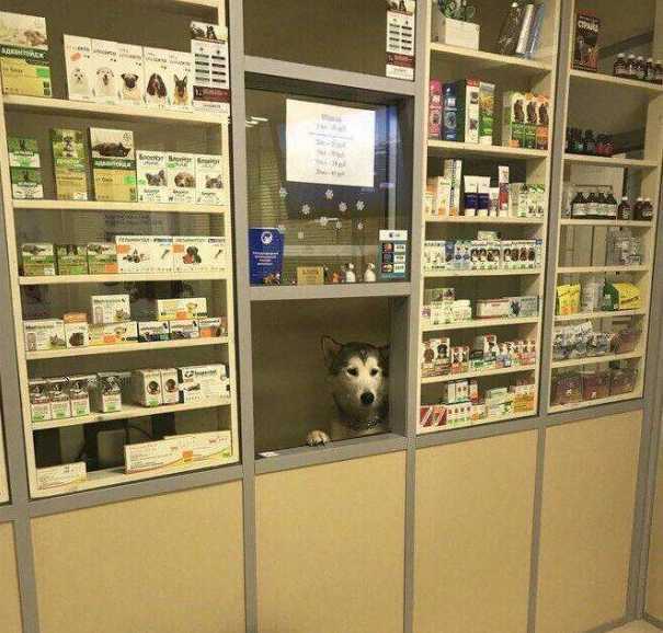 images/gallery/sightgags/DogPharmacist.jpg