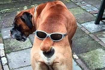 images/gallery/sightgags/DogShades.jpg