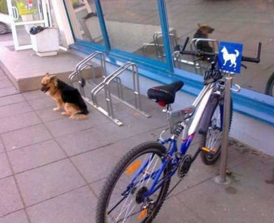 images/gallery/sightgags/DogVsBike.jpg