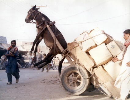 images/gallery/sightgags/DonkeyCart.jpg