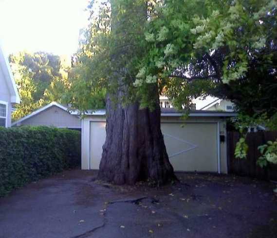 images/gallery/sightgags/DrivewayTree.jpg