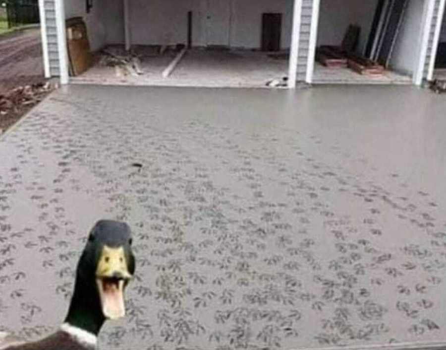 images/gallery/sightgags/DuckTracks.jpg