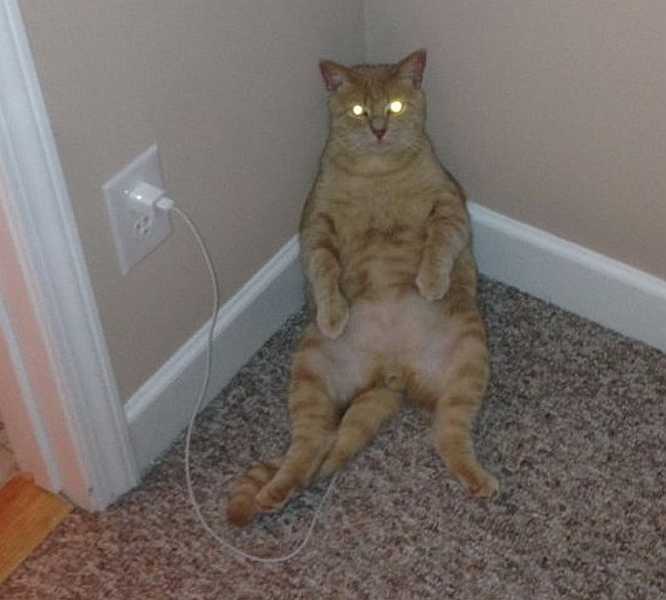 images/gallery/sightgags/ElectricCat.jpg