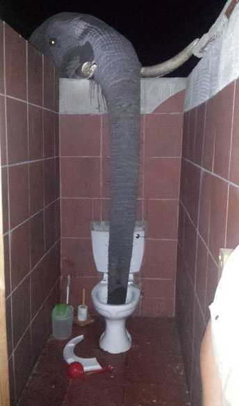 images/gallery/sightgags/ElephantDrinking.jpg