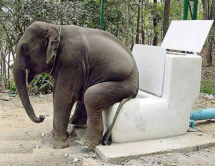 images/gallery/sightgags/ElephantToilet.jpg
