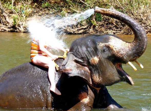 images/gallery/sightgags/ElephantWash.jpg