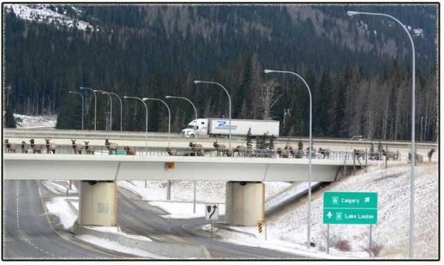 images/gallery/sightgags/ElkCrossingCanada1.jpg
