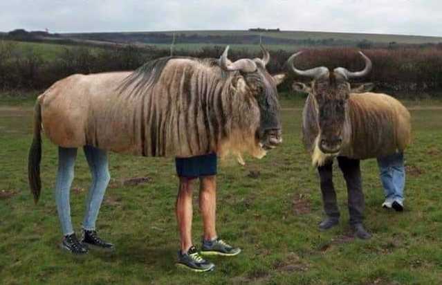 images/gallery/sightgags/FakeGnus.jpg