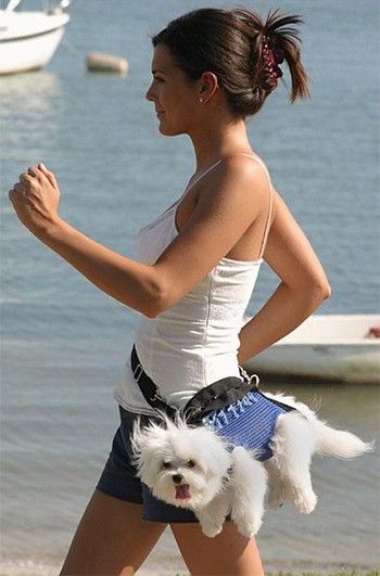 images/gallery/sightgags/FannyPackDog.jpg