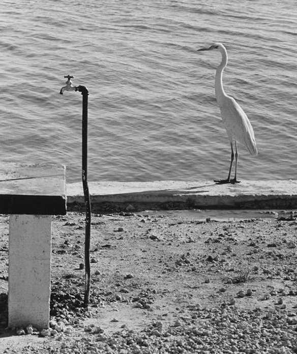 images/gallery/sightgags/FaucetStork.jpg