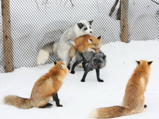 images/gallery/sightgags/FirefoxPlugin.jpg