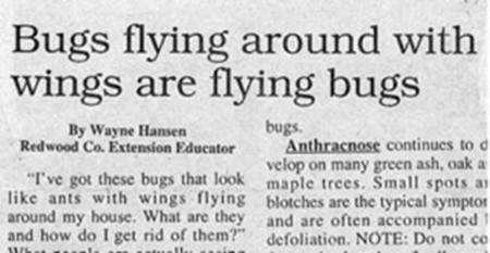 images/gallery/sightgags/FlyingBugs.jpg