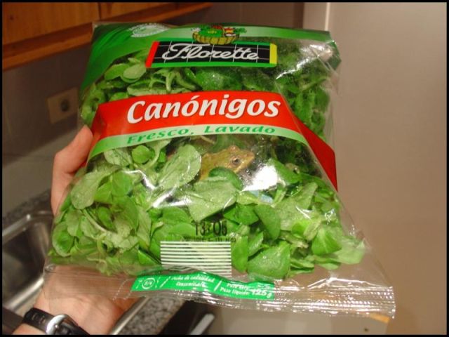 images/gallery/sightgags/FrogSalad.jpg