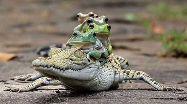 images/gallery/sightgags/FrogsOnGator.jpg