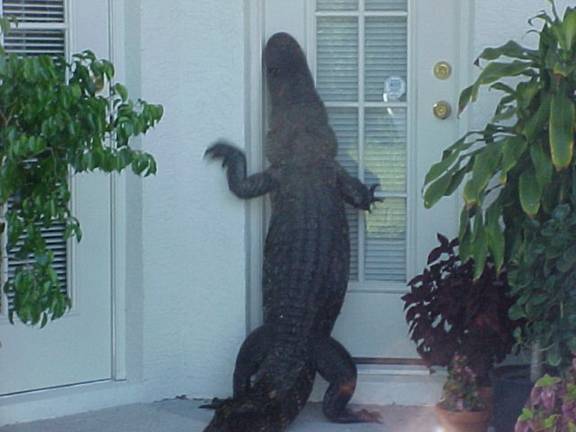 images/gallery/sightgags/GatorKnocking.jpg