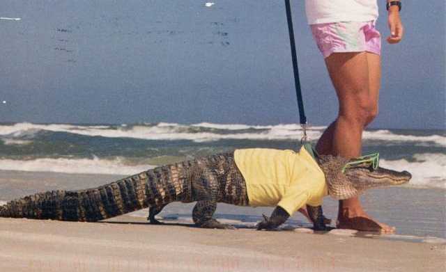 images/gallery/sightgags/GatorWalking.jpg