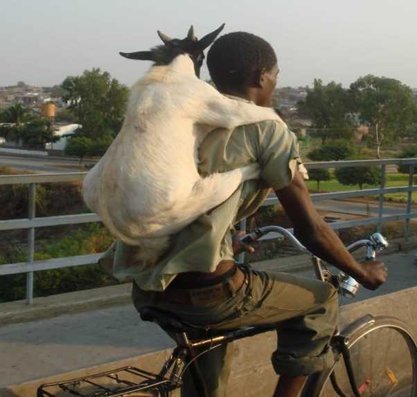 images/gallery/sightgags/GoatBackRide.jpg