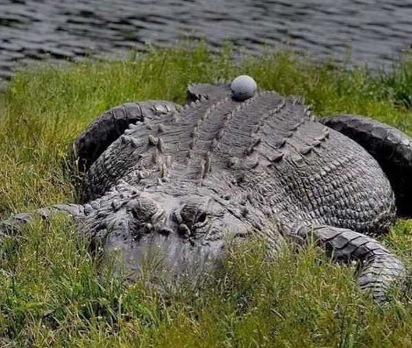 images/gallery/sightgags/GolfBallGator.jpg