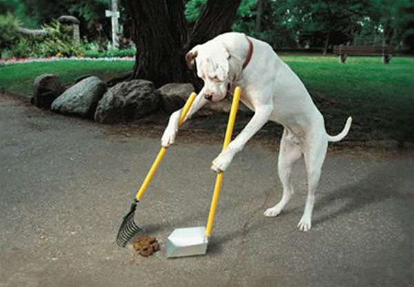images/gallery/sightgags/GoodDog.jpg