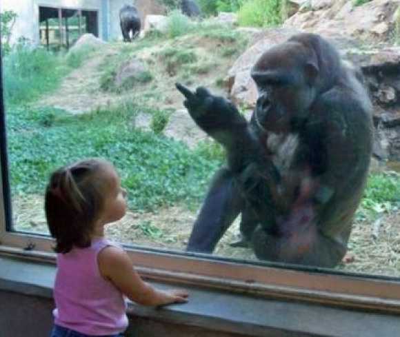 images/gallery/sightgags/GorillaBird.jpg