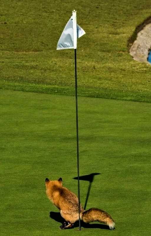 images/gallery/sightgags/HoleInOne.jpg